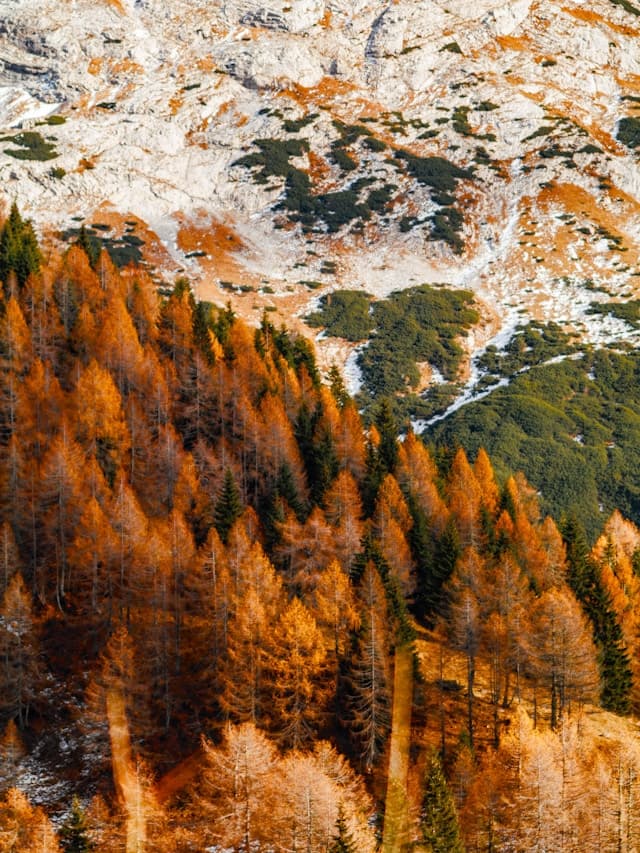 Christmas decorations and ornaments for seasonal storage